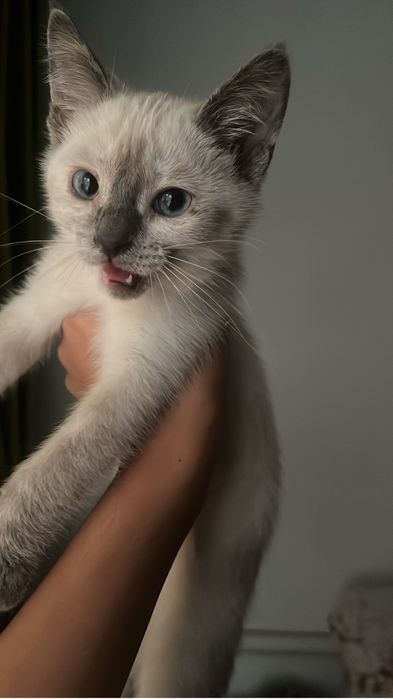Продам сиамскую кошечку