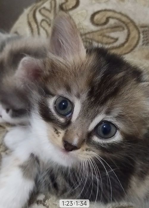 Отдам котят в добрые руки