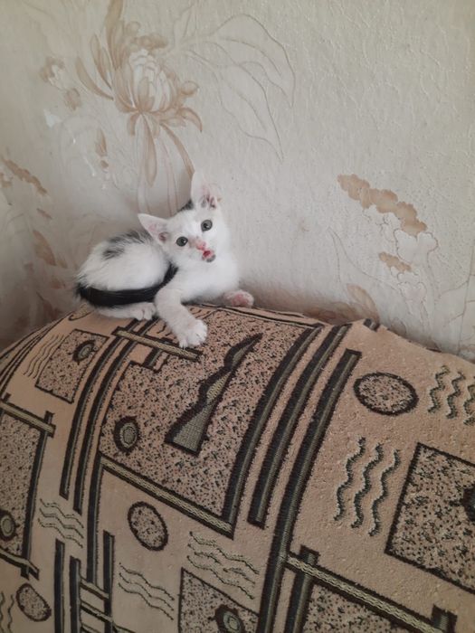 Отдам прекрасных котят в добрые руки!