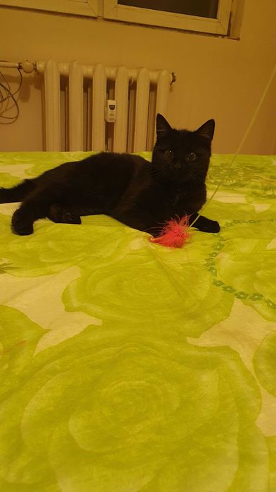 Черна котка на 6 мес. търси дом