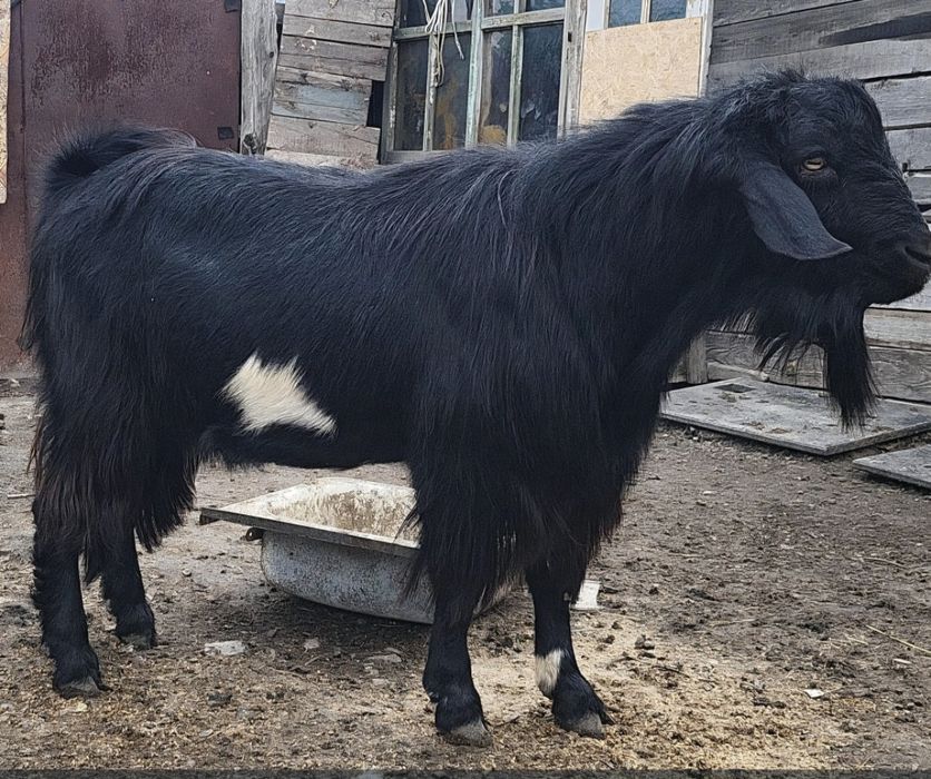Продам козла производителя