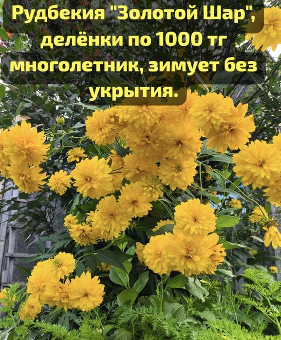 Саженцы садовых, луковицы, делёнки