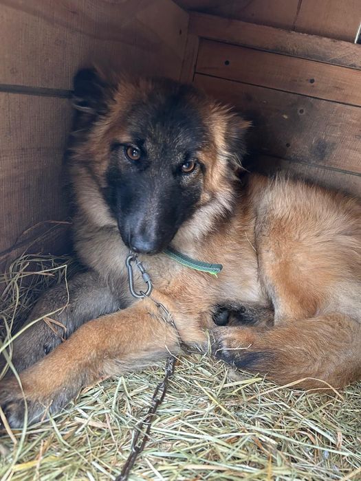 Отдам девочку в частный дом
