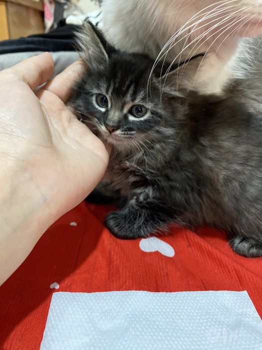 British longhair 2 oylik