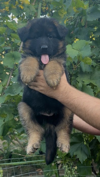 Mascul ciobanesc german cu par lung