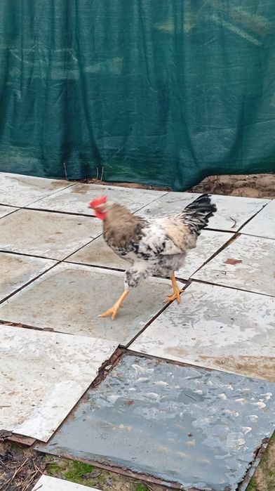 Xoʻroz sotiladi uyda boqilgan