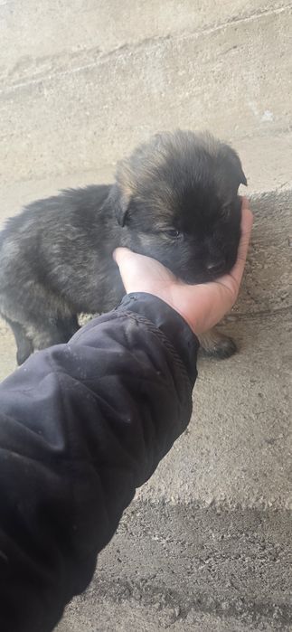 Подарявам кучета Немски овчарки-каракачнки