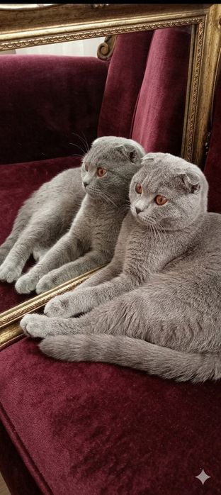 Котёнки.Mushukchalar