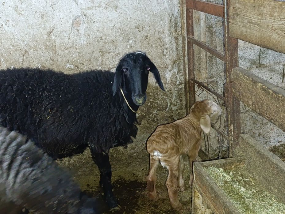 Solu quylar solu quylar