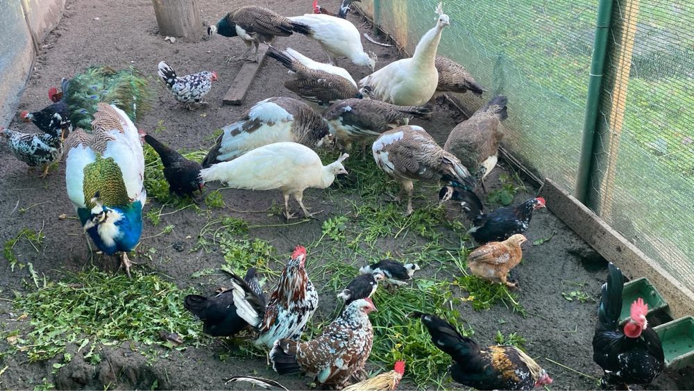 Tineret pauni si gainuse americane