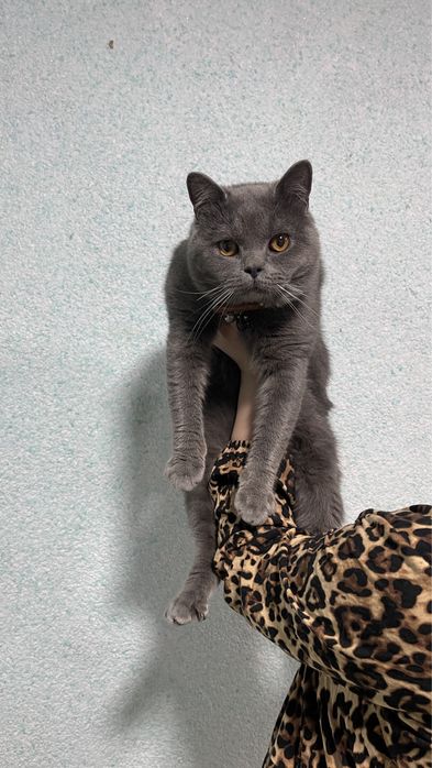 vyaska sotilmidi optniy skotish strayt