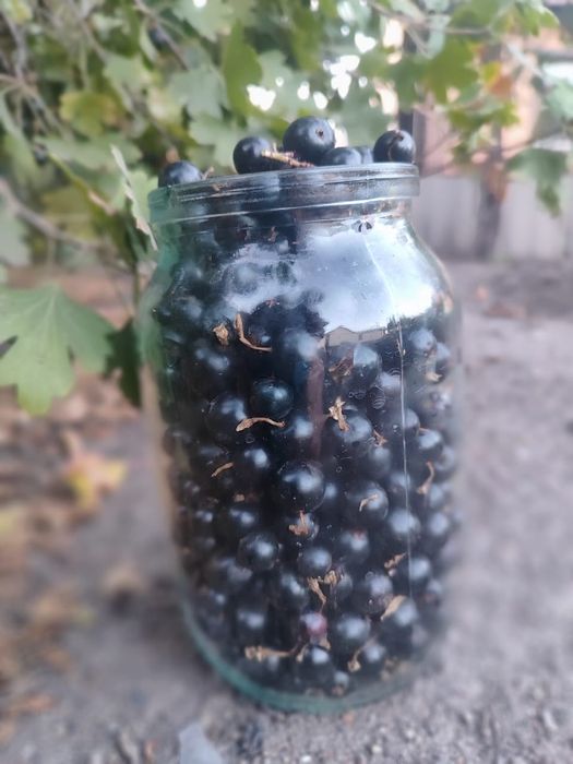 Смородина свежая