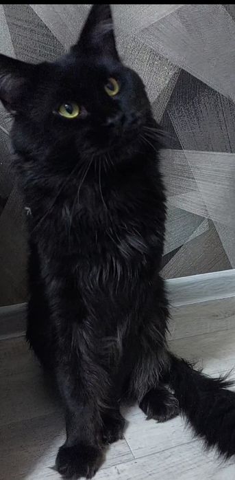 Черная кошечка Мейн-кун  свободна