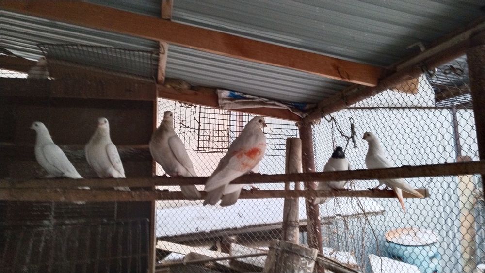 Голуби высоколётные белые