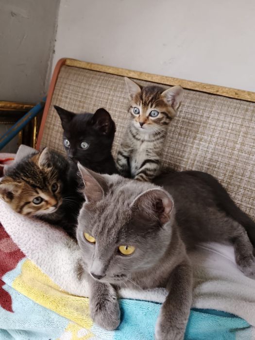 Котята в добрые руки