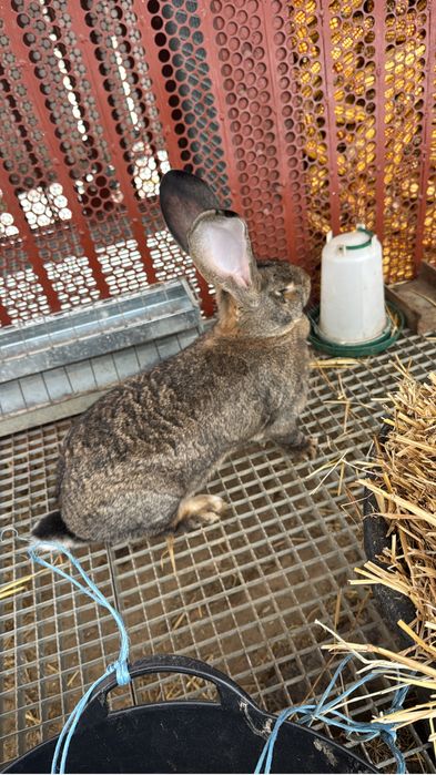 Vand iepurasi urias german