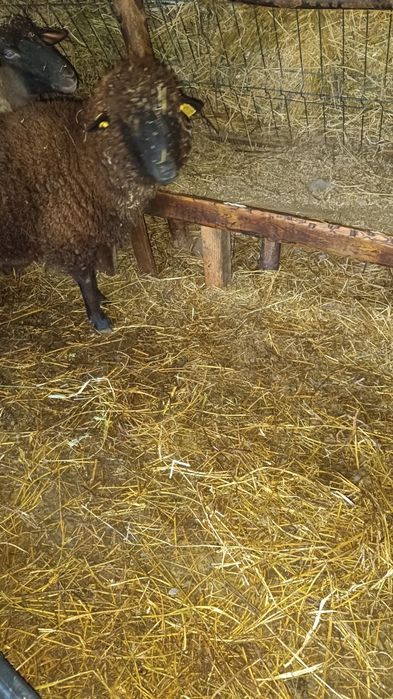 Oaie tânără (gestantă)