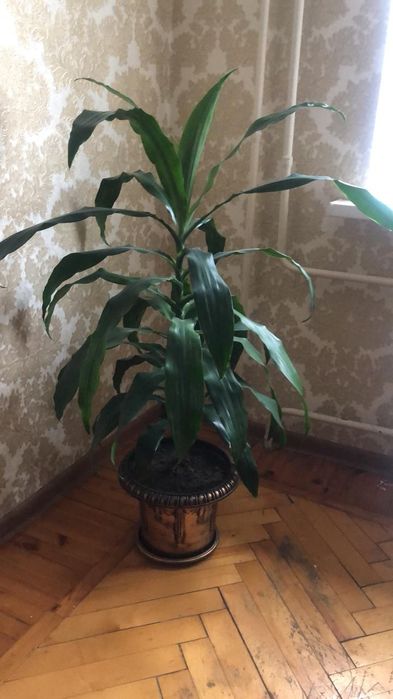 Драцена - комнатное растение