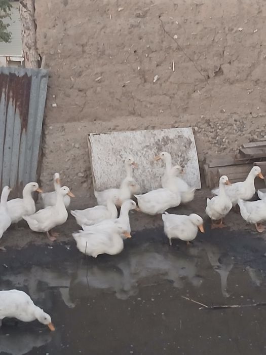Продаются пекинские утки!