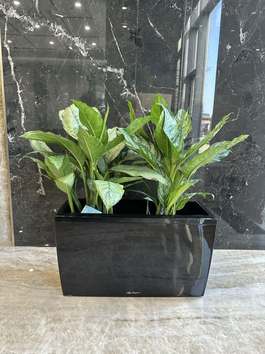 Цветочные горшки LECHUZA горшки для цветов