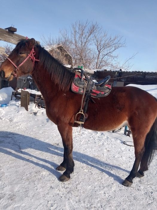 Продаются  жеребцы