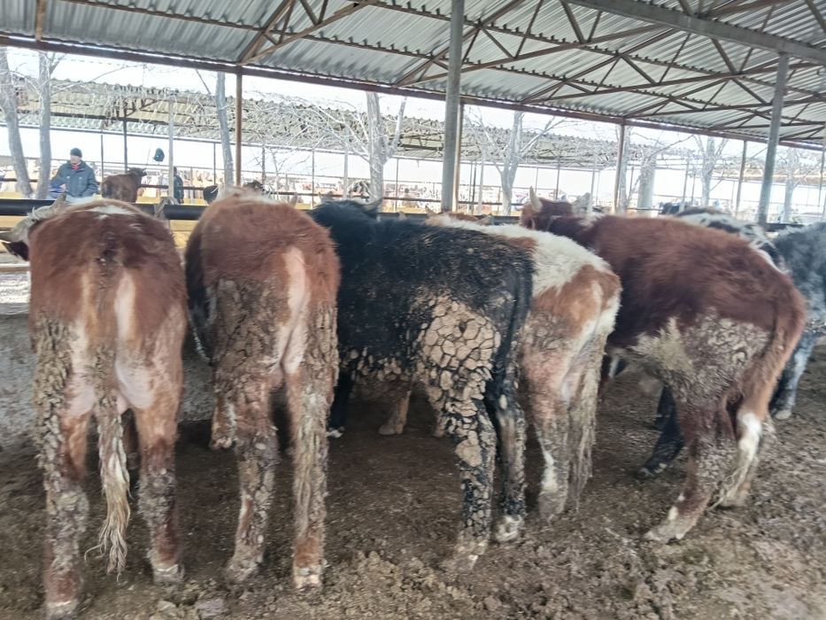 Бычки больше года