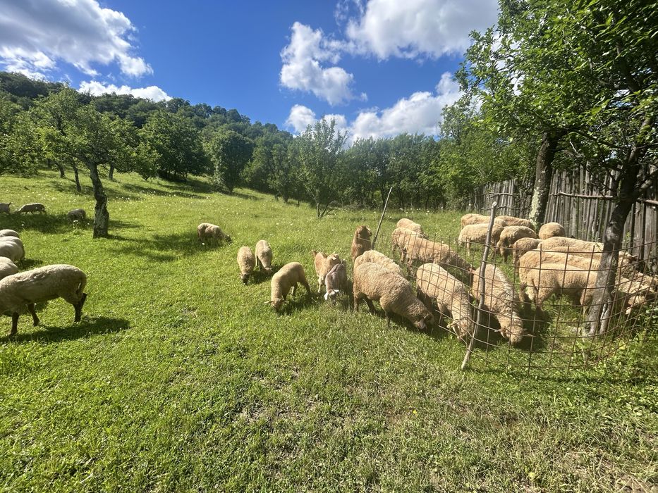 miei grasi de lapte