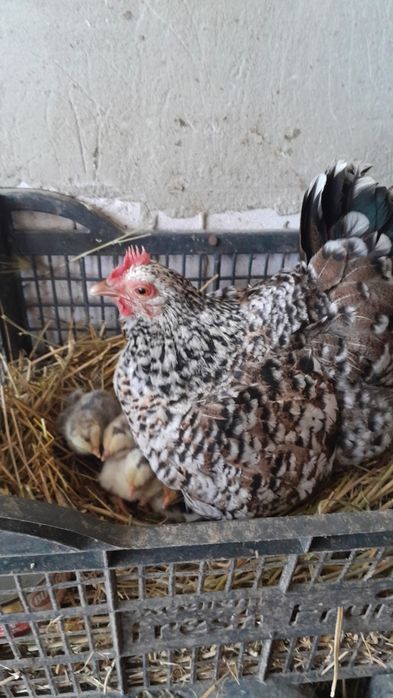 Oua de rațe lesesti,motate românești și multe altele
