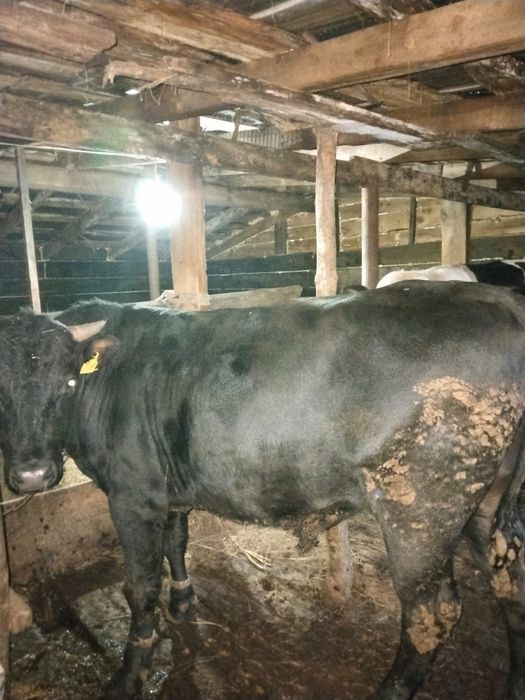 Бычки стоит на откорме