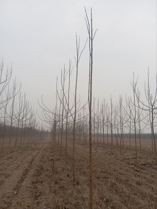 Павлония кучатлари бор.