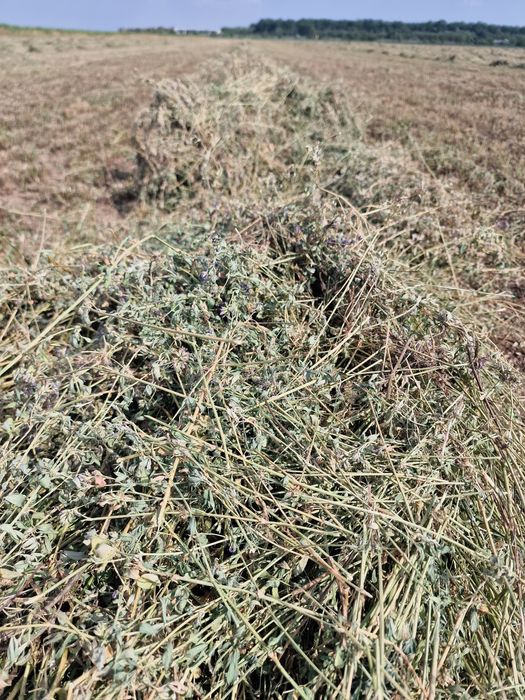 Baloti de lucerna pentru cai