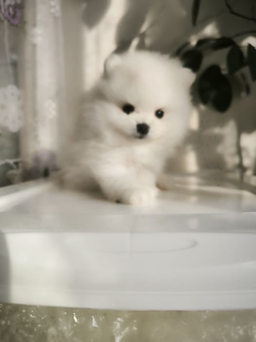 Продам щенков  цверг шпица