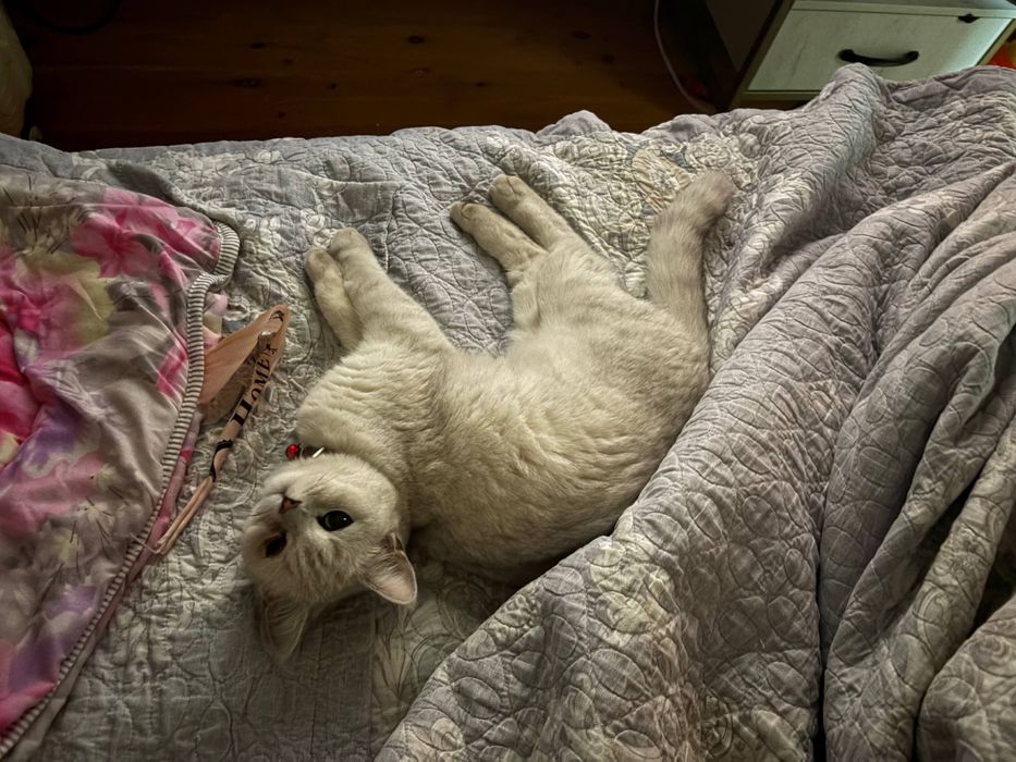 Продаются котята Скоттиш страйт