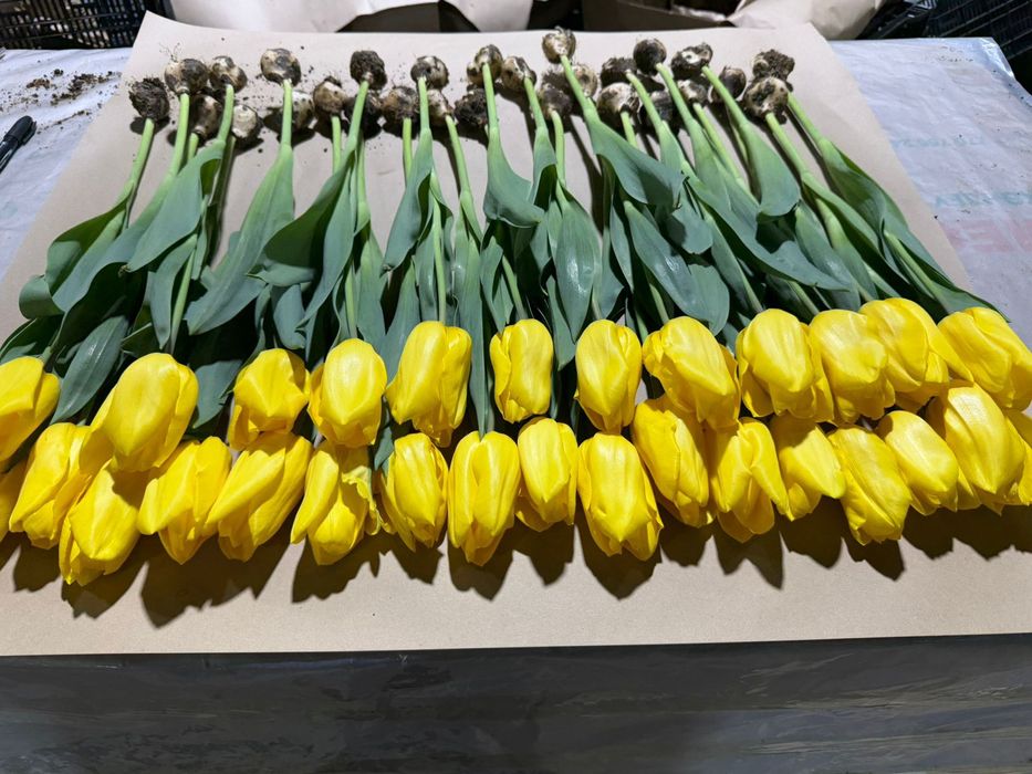 Итальянская тюльпан