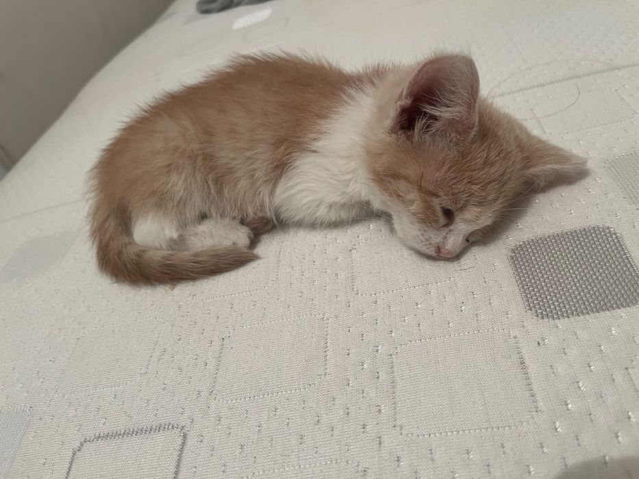 Котенок маленький в добрые руки