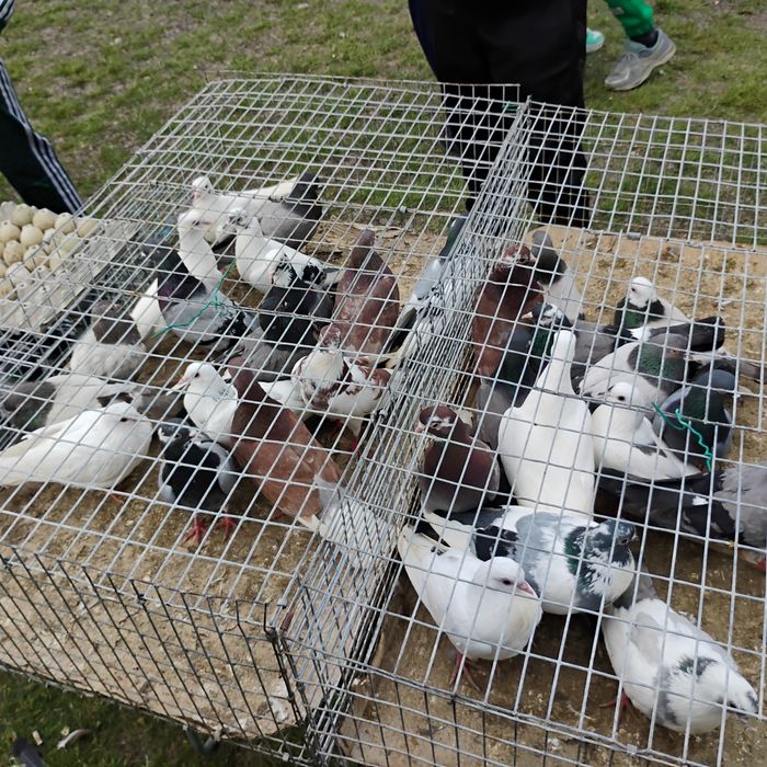 Английски Типлери