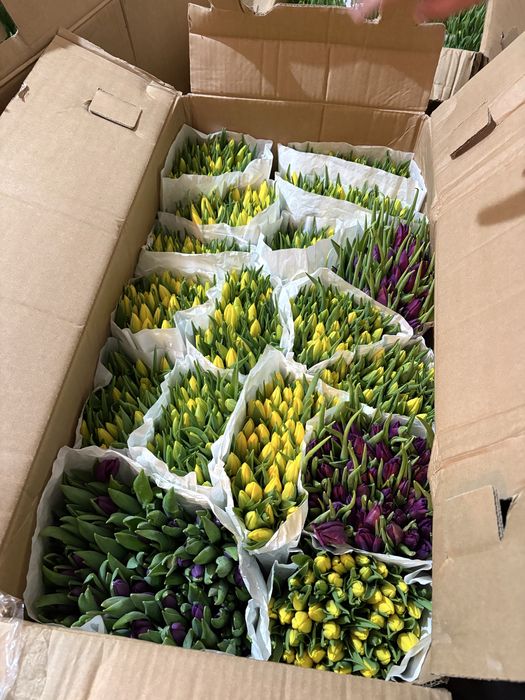 Тюльпаны по 390