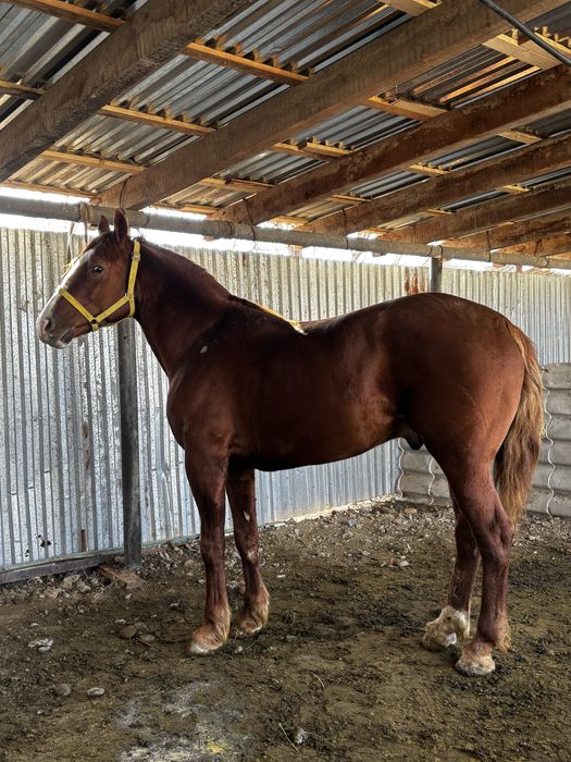4 жасар дөнен сатылады