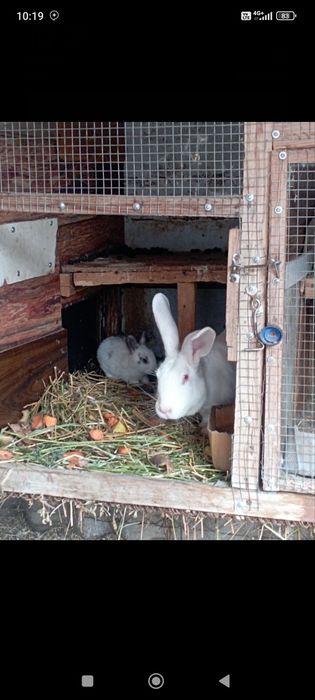 Куёнлар сотилади