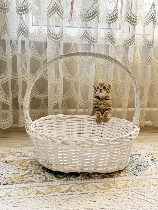 Продам породистых котят