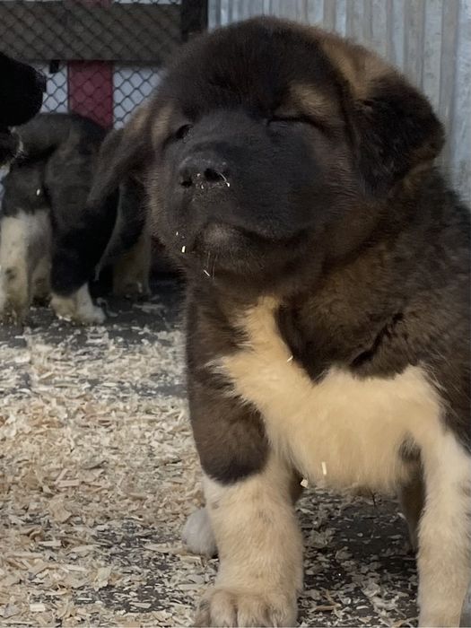 Щенки американской акиты