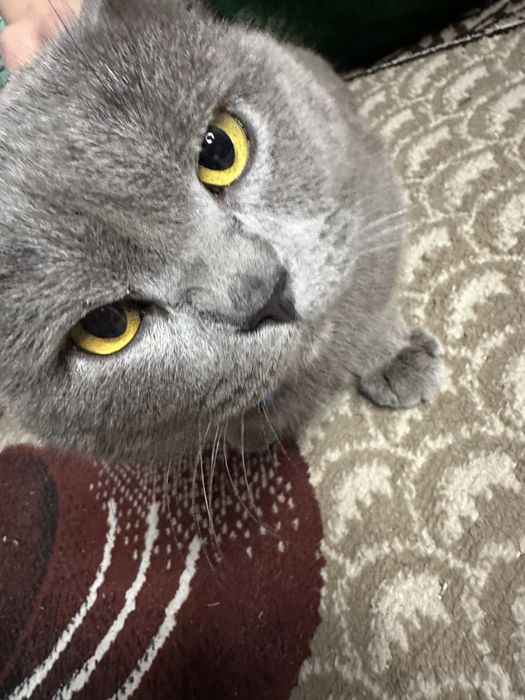 Британская кошка продается