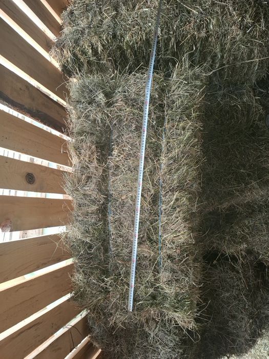 Baloti fan si lucernă