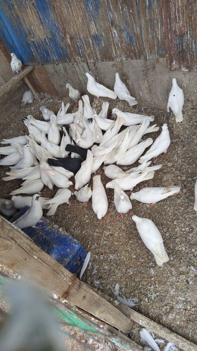 Белые голуби, продам на мероприятия
