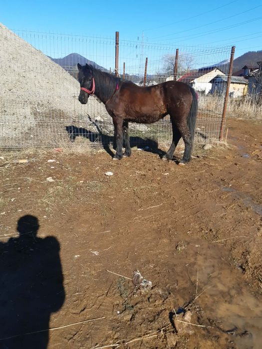 De vânzare iapa bună de ham de 7 ani