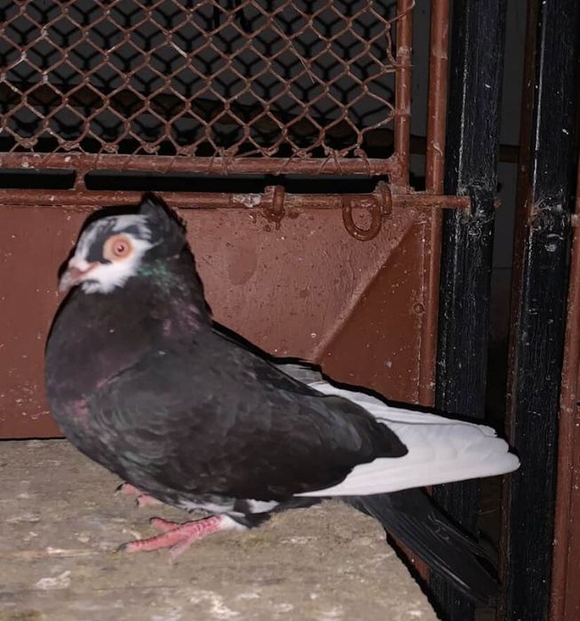 Vând porumbei ornament