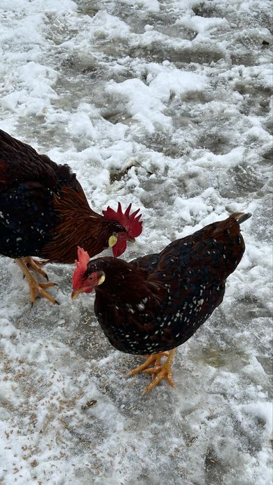 Млади петли порцелан