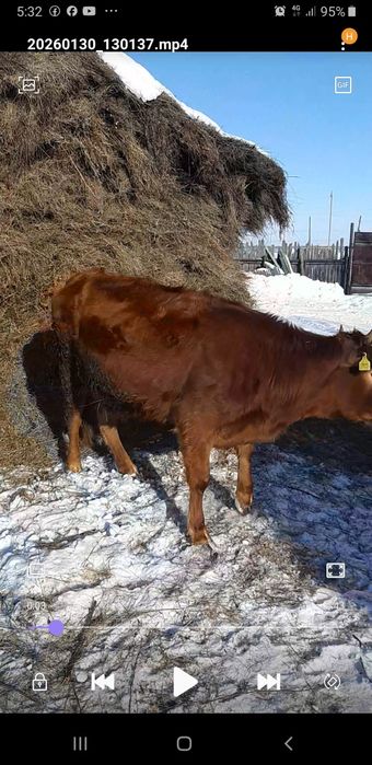 Телка год и восемь месяцев