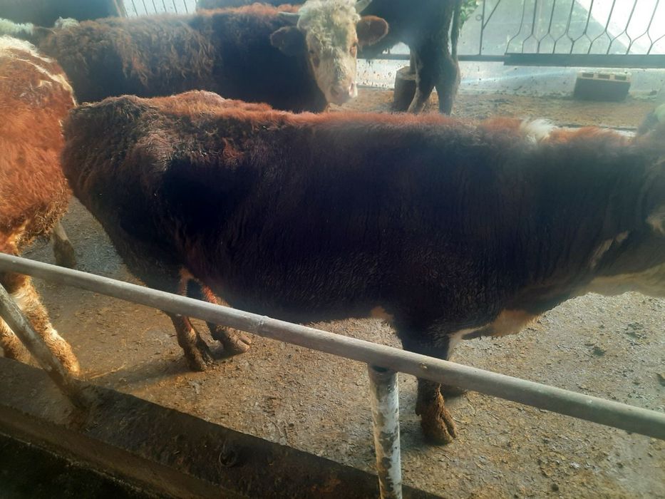 сементал букалар