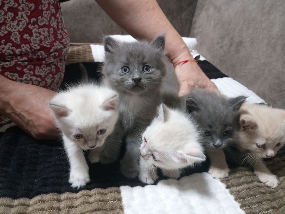 Коты и кошки, один рыжий два британца два сиама